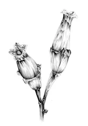 Studie av botaniska blommor