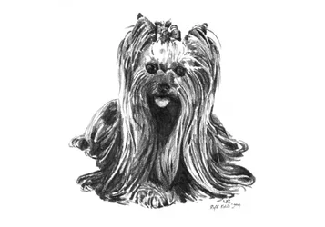 Söt teckning av en yorkshireterrier