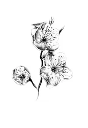 Ömtåliga körsbärsblommor