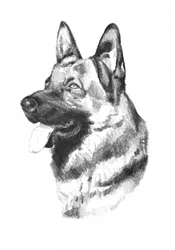 Hund – djurkonst – teckning – skiss 19