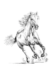 Dynamisk galopperande häst