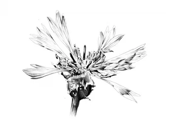 Elegant blomsterskiss