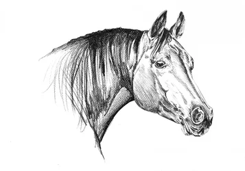 Elegant hästhuvud
