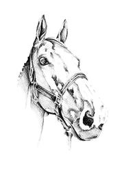 Elegant hästporträtt