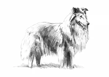 Elegant teckning av en långhårig collie