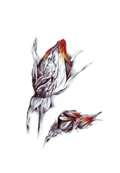 Flammande rosenknoppar