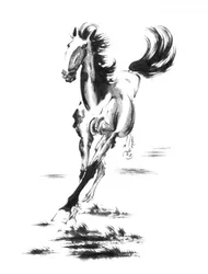 Galopperande vildhäst