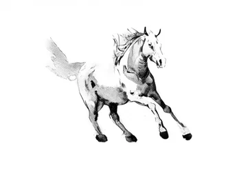 Galopperande vildhäst