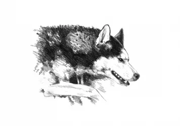 Ett uttrycksfullt porträtt av en husky