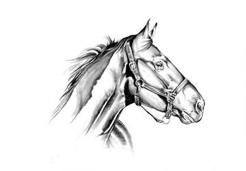 Majestic Horse – profil