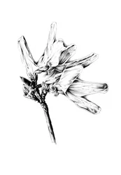 Monokrom blomsterskiss