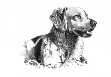 Porträtt av en ädel hund