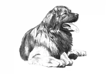 Teckning av en flämtande hund