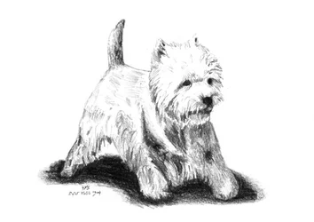 En lekfull skiss av en westie