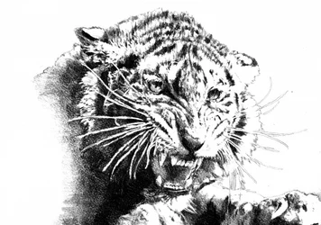 Den rytande tigern