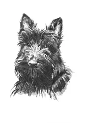 Porträtt av en skotsk terrier