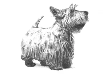Skiss av en skotsk terrier