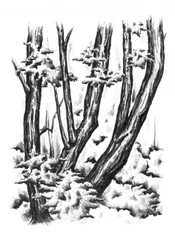 Snöiga vinterskogar