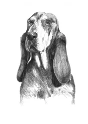 Den känslosamma basset hounden