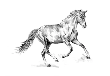 En livfull häst i galopp