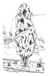 Skiss över Tall Tree Garden