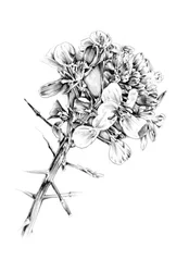Törnen och blommor
