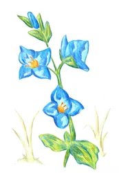 Livfulla blå blommor