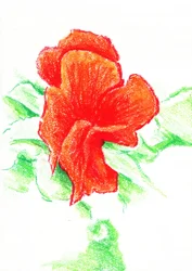 En livfull röd blomma