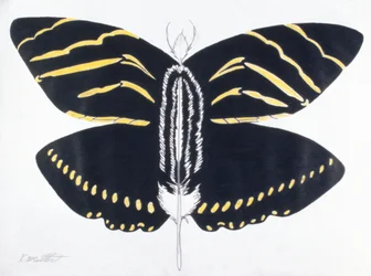 Feathered Butterfly, 2004 (färgpenna på papper)