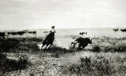 Cowboy på hästryggen som lassooar en kalv (svartvitt foto)