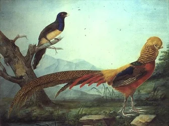 En guldfasan och en trogon (akvarell och gouache)