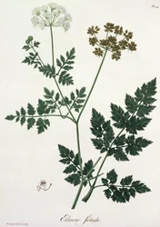 Aethusa Cynapium från 