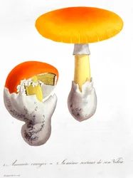 Amanita Caesarea Caesars svamp, 1821