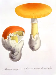 Amanita Caesaria från "Phytographie Medicale" av Joseph Roques (1772-1850), publicerad 1821.
