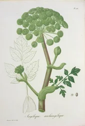 Angelica Archangelica från 