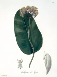 Asclepias Syriaca från 