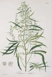Cannabis Sativa från 