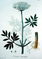 Cicuta Virosa från 