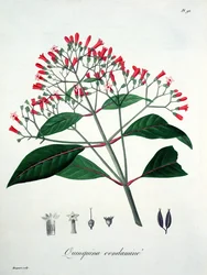 Cinchona från 