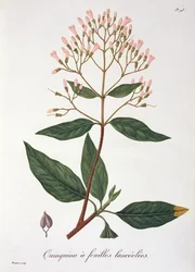 Cinchona från 