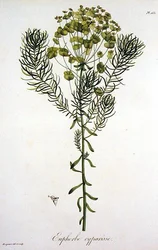 Euphorbia Cyparissias från 