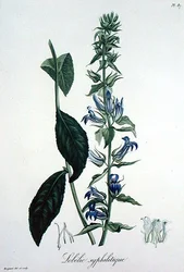 Lobelia Siphilitica från 