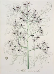 Melia Azedarach från "Phytographie Medicale" av Joseph Roques (1772-1850), publicerad 1821.