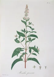 Mentha Piperita från 