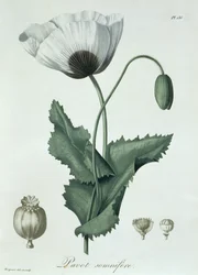 Papaver Somniferum från 
