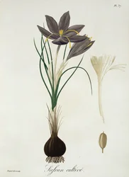 Saffran Crocus från 