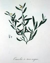 Camelia med tre skal från "Phytographie Medicale" av Joseph Roques (1772-1850), publicerad 1821 (gravyr).