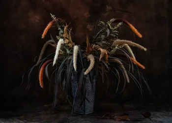 Moody torkade växter