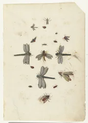 Sländor och flygande insekter