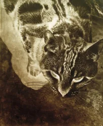 Katt (negativt tryck)